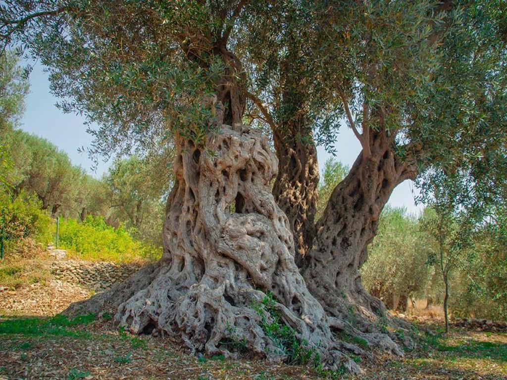 Holiday Park Olive Tree Ulcinj Buitenkant foto